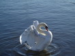 swan stretching its wings