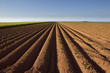 furrows