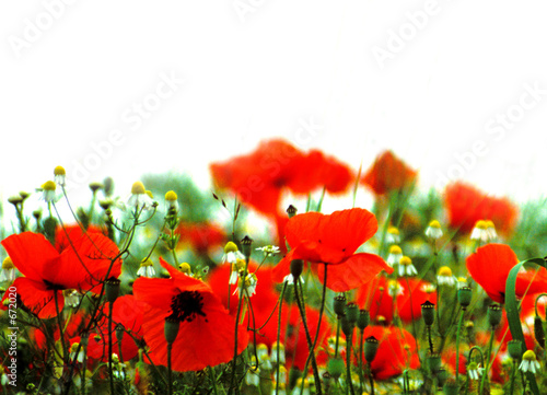 mohn mit kamille