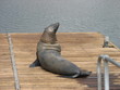 seal1