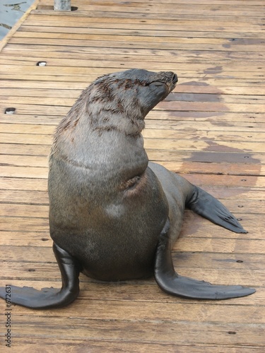 Foto: seal seal