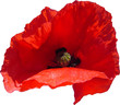 coquelicot