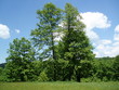 green medow and trees