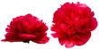 fleurs de pivoine rouge détourée
