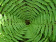 fern fern