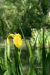 iris faux-açore iris pseudacorus