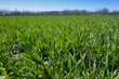 wheat field wheat field