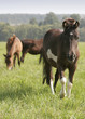 ponies