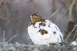 canvas print picture female ptarmigan