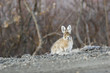 canvas print picture wondering rabbit