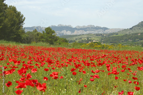 coquelicots dentelles de montmirail