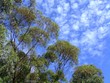 australian trees with sky