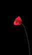 pavot, coquelicot pavot, coquelicot