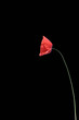 pavot, coquelicot pavot, coquelicot