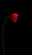 pavot, coquelicot