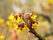 hamamelis hamamelis