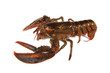 homard détouré