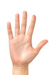 female hand palm isolated female hand palm isolated