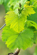 grapes in spring