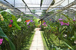 orchid nursery orchid nursery
