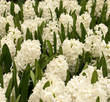hyacinths