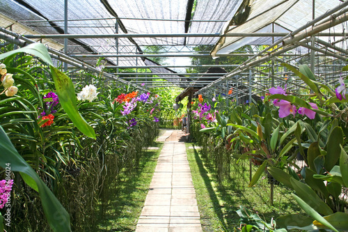 orchid nursery orchid nursery