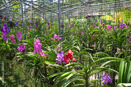 orchid nursery orchid nursery