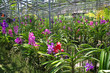 orchid nursery orchid nursery