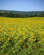field of sunflowers field of sunflowers