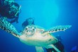 schildkröte unter wasser