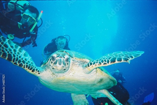 schildkröte unter wasser schildkröte unter wasser