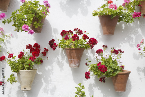 spanish flowers