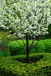 blooming tree