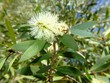 yellow bottlebrush