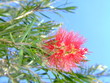 red bottlebrush with blue sky