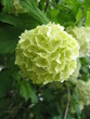 fleur blanche fleur blanche