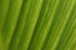 leaf texture