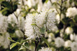 lemon bottlebrush