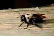 carpernter bee #2 carpernter bee #2