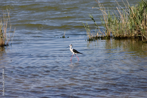blackwinged stilt wading