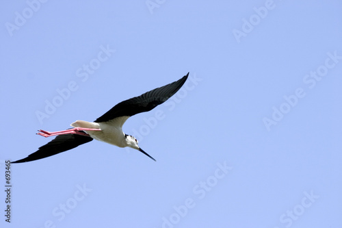 blackwinged stilt