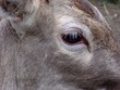 oeil de biche