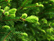 fir bud fir bud