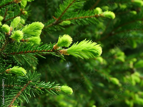 fir bud
