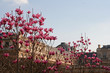 frühling in paris