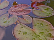 water lily