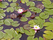 water lily