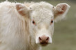 small cow