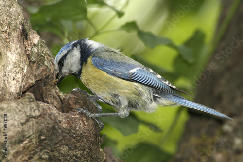 mésange bleue, parus caeruleus,nourrissage mésange bleue, parus caeruleus,nourrissage