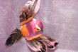 macro petit oiseau